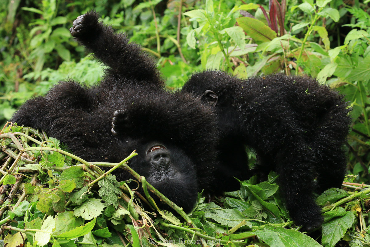 Playful gorillas
