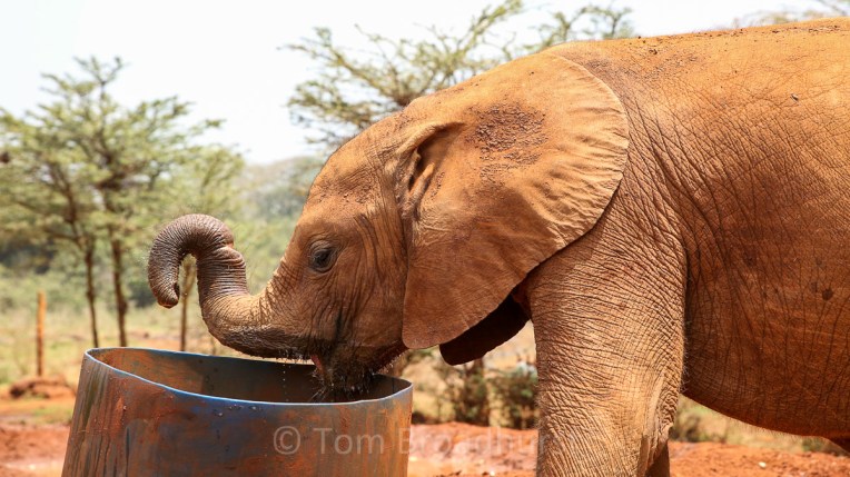 Enkesha drinking at DSWT