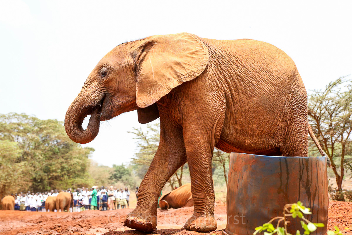 Feeding time at DSWT